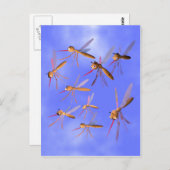 カおもしろいス ポストカード (正面/裏面)