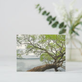 カイウガ湖の柳 ポストカード (スタンド正面)