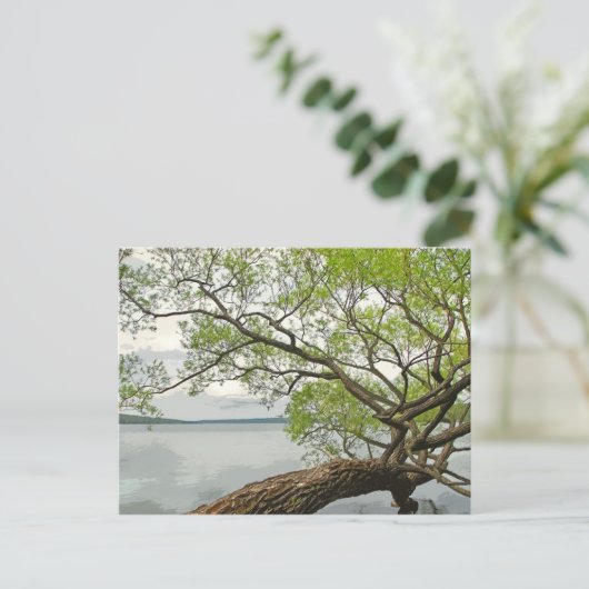 カイウガ湖の柳 ポストカード (スタンド正面)