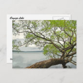 カイウガ湖の柳 ポストカード (正面/裏面)