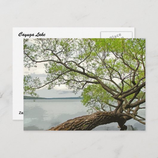 カイウガ湖の柳 ポストカード (正面/裏面)