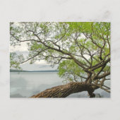 カイウガ湖の柳 ポストカード (正面)