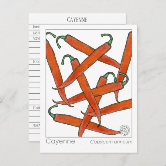 カイエンペッパーマテリアメディカハーブ勉強カード ポストカード (正面/裏面)