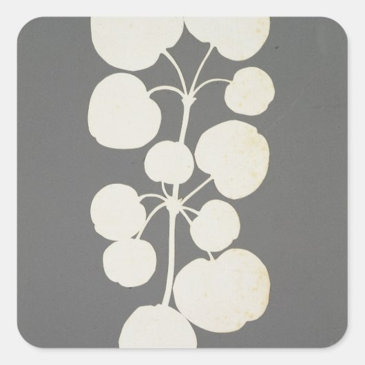 カイエンペッパー スクエアシール (正面)