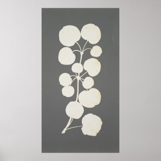 カイエンペッパー ポスター (正面)