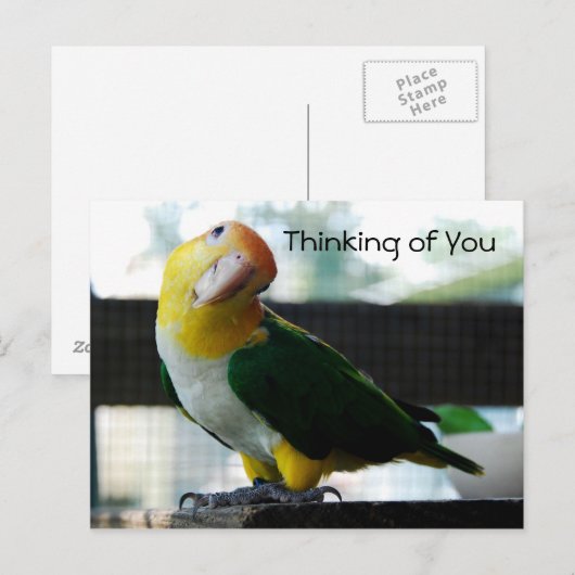 カイケはがき ポストカード (正面/裏面)