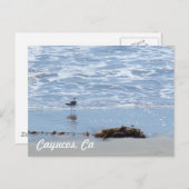 カイコスCa ポストカード (正面/裏面)