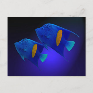 カイザーフィシュパール ポストカード