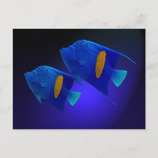 カイザーフィシュパール ポストカード (正面)