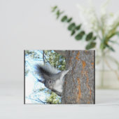 カイバブリス(Sciurus aberti kaibabensis) ポストカード (スタンド正面)