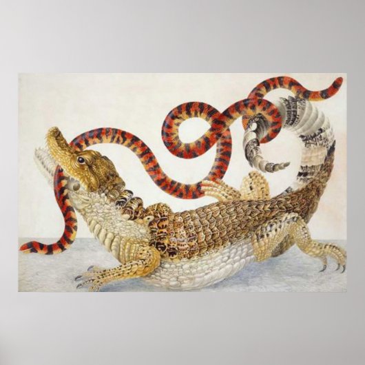 カイマン食べズのヘビのポスター ポスター (正面)