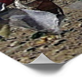 カイラシュへのチベット高原のハイポイント ポスター (角)