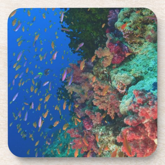 カイロイトヒレソゲチョウチョウウオ (Pseudanthias コースター (正面)