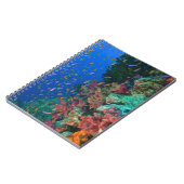 カイロイトヒレソラスズメダイ (Pseudanthias ノートブック (左側)