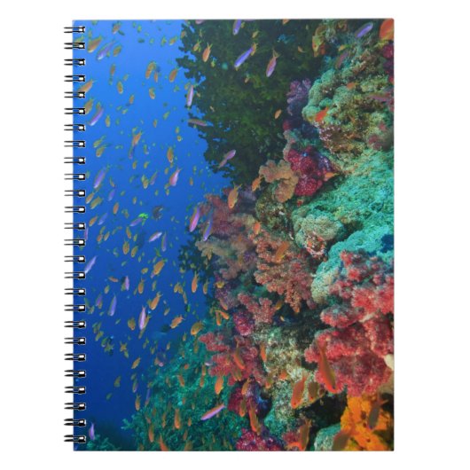 カイロイトヒレソラスズメダイ (Pseudanthias ノートブック (正面)