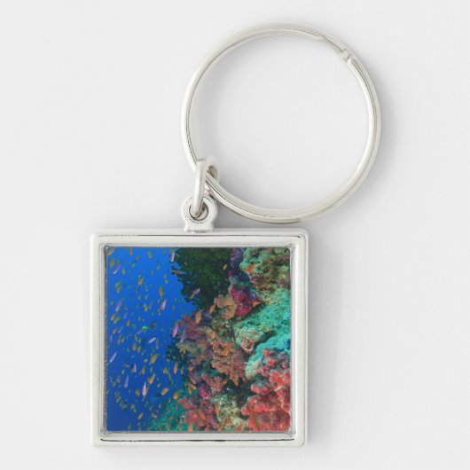 カイロイトヒレハタ(ハタ科の魚の一種 Pseudanthias キーホルダー (正面)