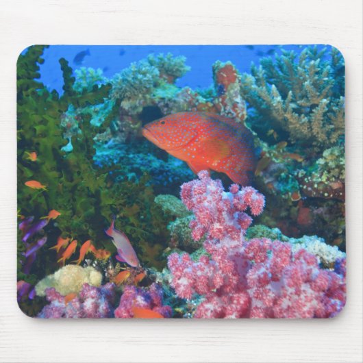 カイロイトヒレハタ (Pseudanthias マウスパッド (正面)