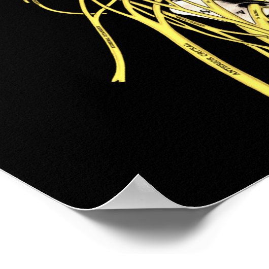 カイロプラクティック引用文&ことわざDDパーマー ポスター (角)