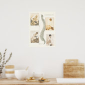 カイロプラクティック脊髄調整ポスター ポスター (キッチン)