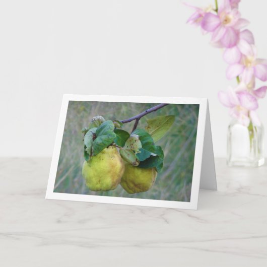 カインフルーツ カード (蘭)