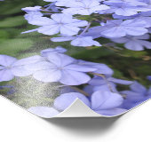 カウアイのプラムバゴ フォトプリント            (角)