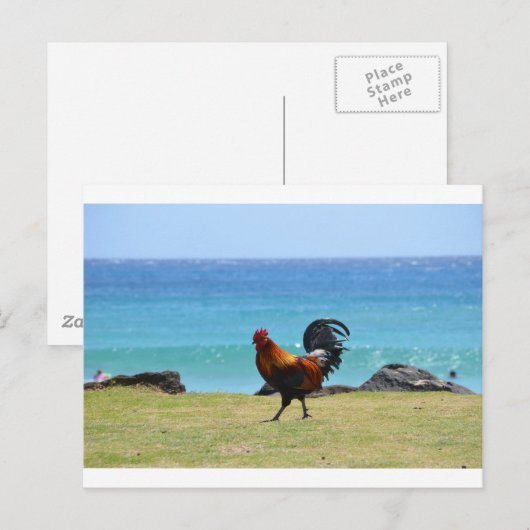 カウアイの雄鶏 ポストカード (正面/裏面)