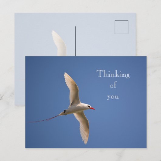 カウアイハワイキラウエアカトトロピバード ポストカード (正面/裏面)