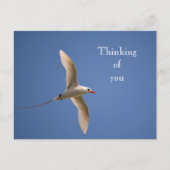 カウアイハワイキラウエアカトトロピバード ポストカード (正面)