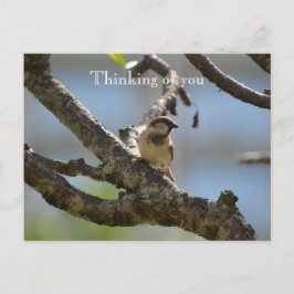 カウアイハワイバードオンツリーブランチ考えズオブユー ポストカード