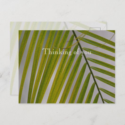 カウアイハワイパームツリー ポストカード (正面/裏面)