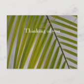 カウアイハワイパームツリー ポストカード (正面)