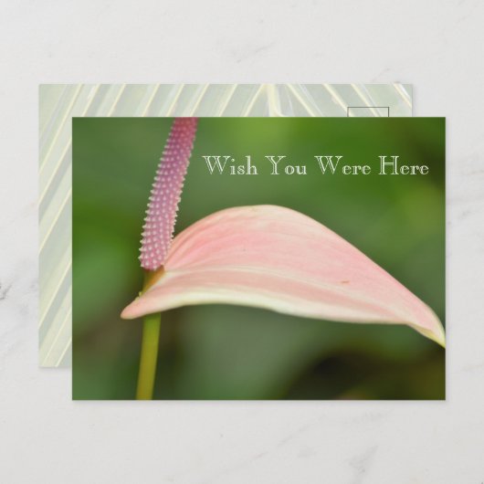 カウアイハワイピンクアンスリウムフラワー ポストカード (正面/裏面)