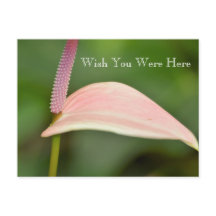 カウアイハワイピンクアンスリウムフラワー