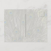 カウアイハワイピーコックフェザー ポストカード (裏面)