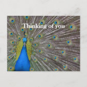 カウアイハワイピーコックフェザー ポストカード (正面)