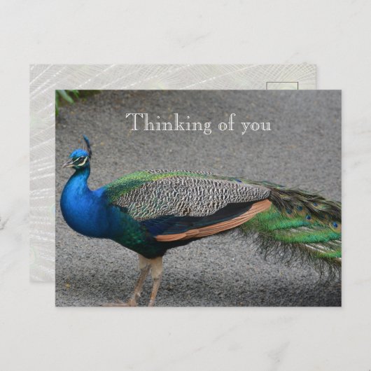 カウアイハワイピーコック ポストカード (正面/裏面)