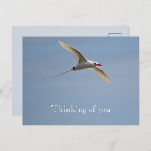 カウアイハワイ飛んでいるキラウエアカトロッピバード ポストカード (正面/裏面)