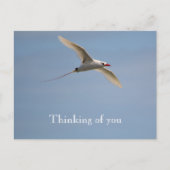 カウアイハワイ飛んでいるキラウエアカトロッピバード ポストカード (正面)