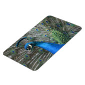 カウアイピーコックフェザー マグネット (左側)