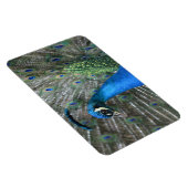 カウアイピーコックフェザー マグネット (右側)