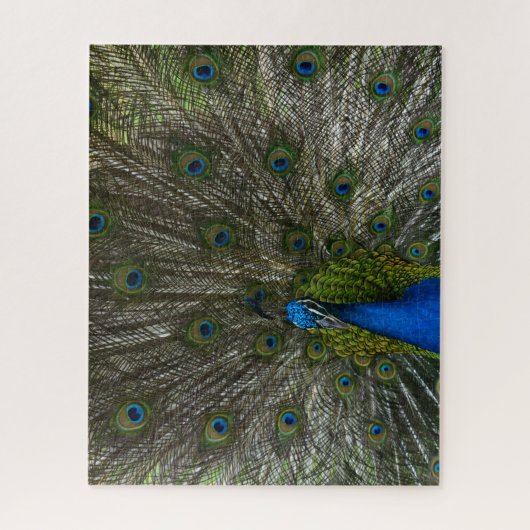 カウアイピーコック ジグソーパズル (縦)