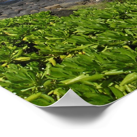 カウアイ多汁2 ポスター (角)