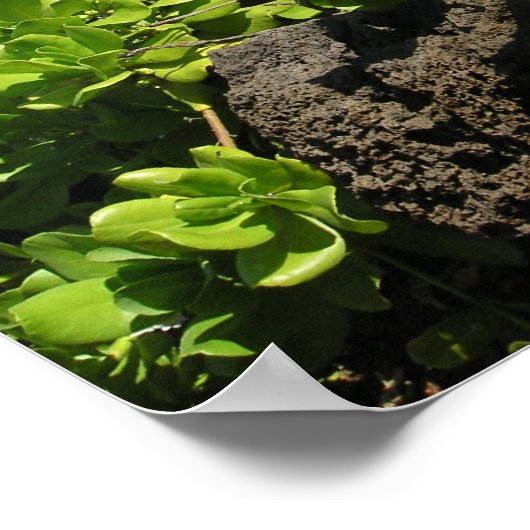 カウアイ多肉株1 ポスター (角)