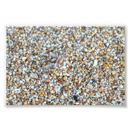 カウアイ幽霊のカモフラージュビーチカニ，ハワイ フォトプリント            (正面)