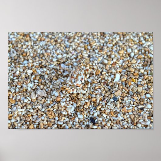 カウアイ幽霊のカモフラージュビーチカニ,ハワイ ポスター (正面)