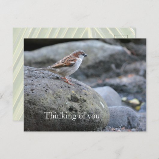 カウアイ・ハワイ・バードオ考えン・ロックス ポストカード (正面/裏面)