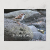 カウアイ・ハワイ・バードオ考えン・ロックス ポストカード (正面)