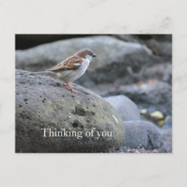 カウアイ・ハワイ・バードオ考えン・ロックス ポストカード