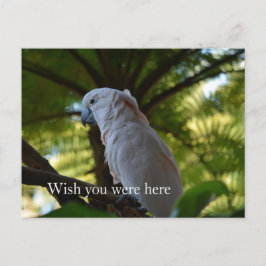 カウアイ・ハワイ・バード・イン・ア・ツリー ポストカード