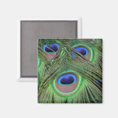カウアイ・ピーコックの羽毛の写真 マグネット (正面/裏面)